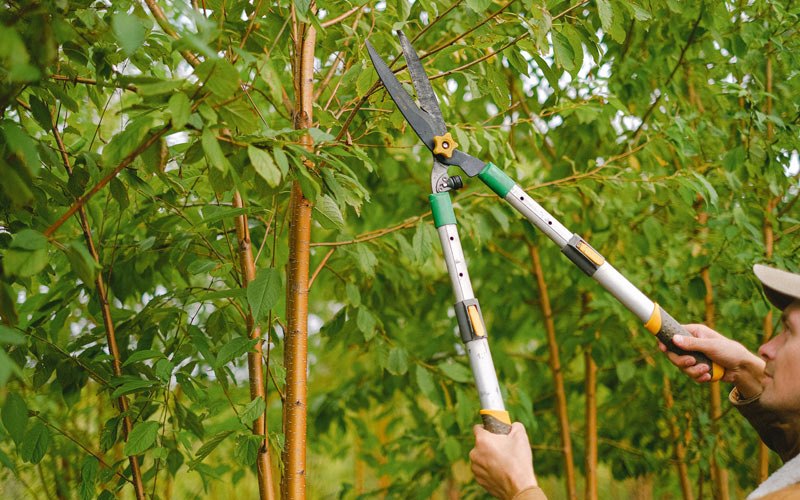 Tree trimming in Mcleansville, NC